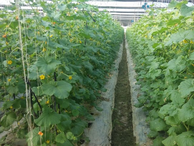 【春節禮盒預購！嬌豔欲滴北海道哈密瓜禮盒】紅肉品種 多汁綿密入口即化