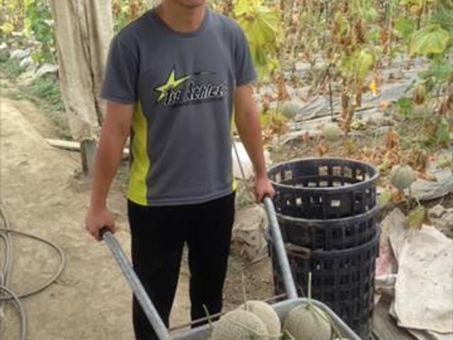 【春節禮盒預購！嬌豔欲滴北海道哈密瓜禮盒】紅肉品種 多汁綿密入口即化