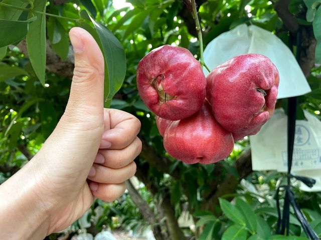 【屏東枋山 自然熟成黑珍珠蓮霧】這輩子一定要吃一次的海味甜
