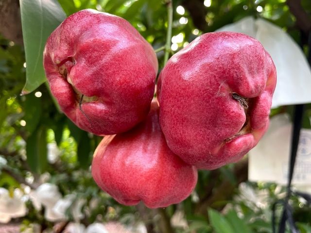 【屏東枋山 自然熟成黑珍珠蓮霧】這輩子一定要吃一次的海味甜