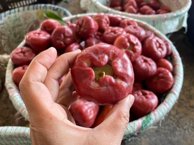 【屏東枋山 自然熟成黑珍珠蓮霧】這輩子一定要吃一次的海味甜