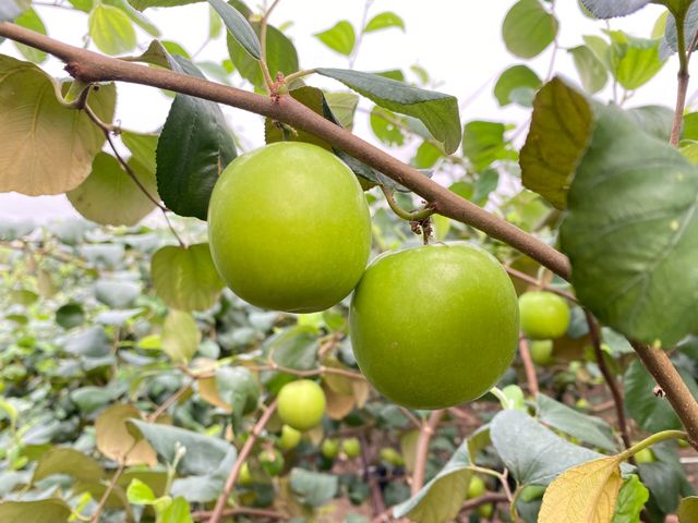 【高雄六龜 雪麗蜜棗 5斤禮盒】荖濃溪畔職人栽培 一吃就懂的脆甜等級