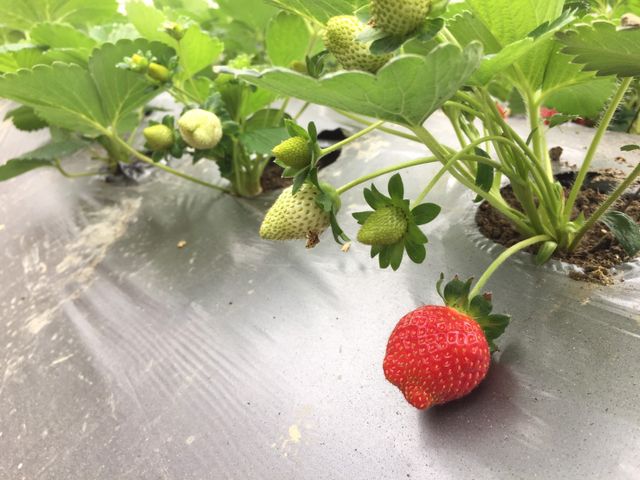 【紅嫩嫩預購！苗栗後龍 有機草莓】吹過海風的草莓，原來這麼有層次！