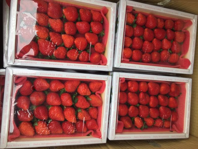 【紅嫩嫩預購！苗栗後龍 有機草莓】吹過海風的草莓，原來這麼有層次！