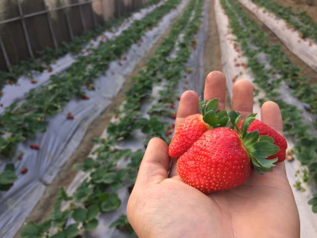 【紅嫩嫩預購！苗栗後龍 有機草莓】吹過海風的草莓，原來這麼有層次！
