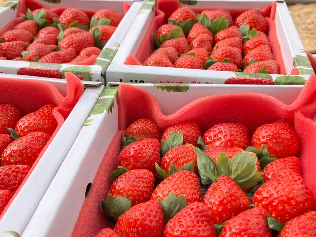 【紅嫩嫩預購！苗栗後龍 有機草莓】吹過海風的草莓，原來這麼有層次！