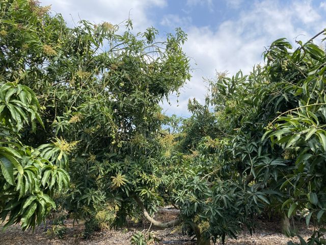 【酸甘甜！製作情人果必備的土芒果青(未削皮)】屏東老欉芒果青 現貨開採中