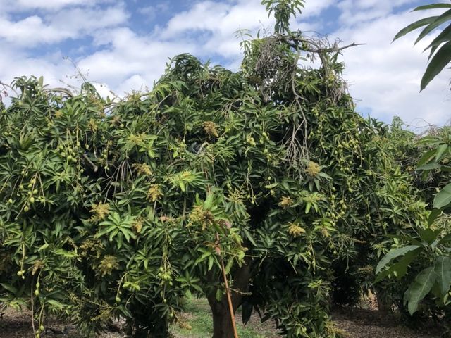 【酸甘甜！製作情人果必備的土芒果青(未削皮)】屏東老欉芒果青 現貨開採中