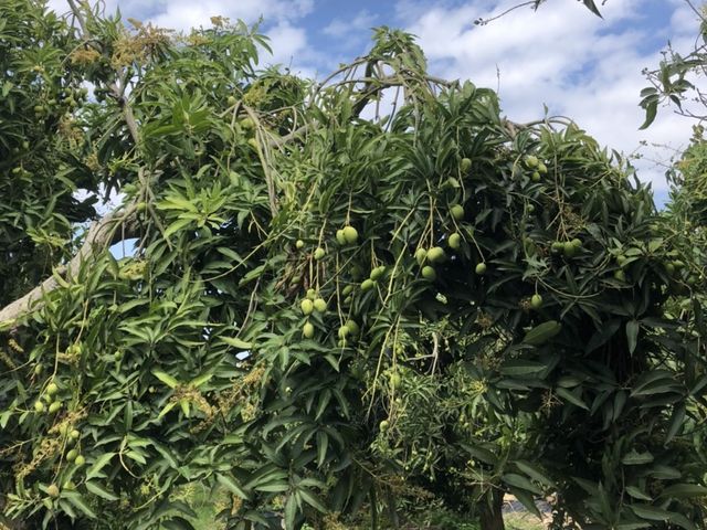 【酸甘甜！製作情人果必備的土芒果青(未削皮)】屏東老欉芒果青 現貨開採中