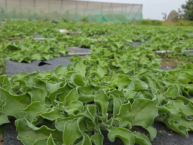 【大量採購！蔬菜界LV 冰花】清脆爽口，每一口都是自然鮮甜，沙拉、涼拌、熱炒都完美搭配