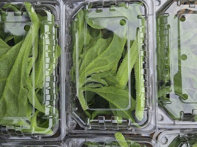 【大量採購！蔬菜界LV 冰花】清脆爽口，每一口都是自然鮮甜，沙拉、涼拌、熱炒都完美搭配