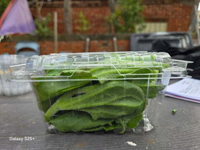 【大量採購！蔬菜界LV 冰花】清脆爽口，每一口都是自然鮮甜，沙拉、涼拌、熱炒都完美搭配