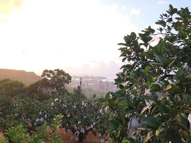 【新北八里 山海交匯的優質桶柑 10斤裝】象徵大吉大利，好運一整年