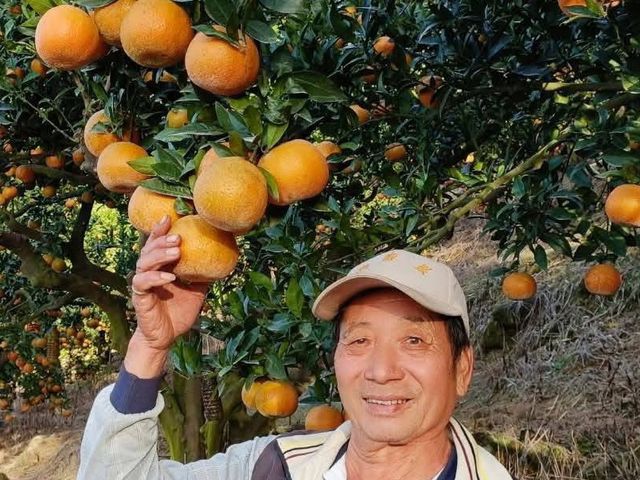 【新北八里 山海交匯的優質桶柑 10斤裝】象徵大吉大利，好運一整年