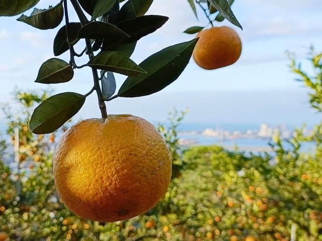 【新北八里 山海交匯的優質桶柑 10斤裝】象徵大吉大利，好運一整年