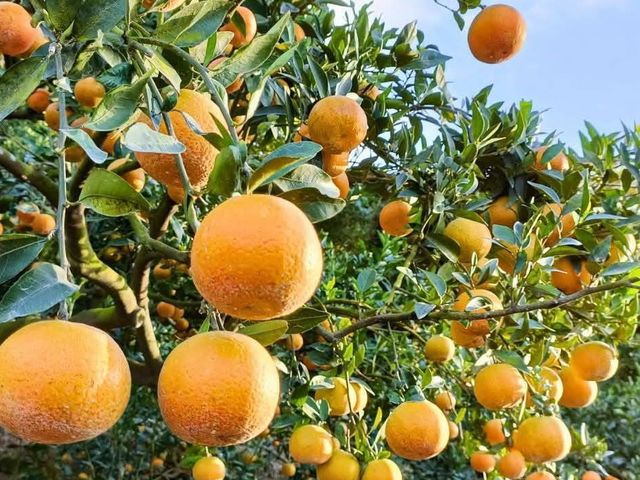 【新北八里 山海交匯的優質桶柑 10斤裝】象徵大吉大利，好運一整年