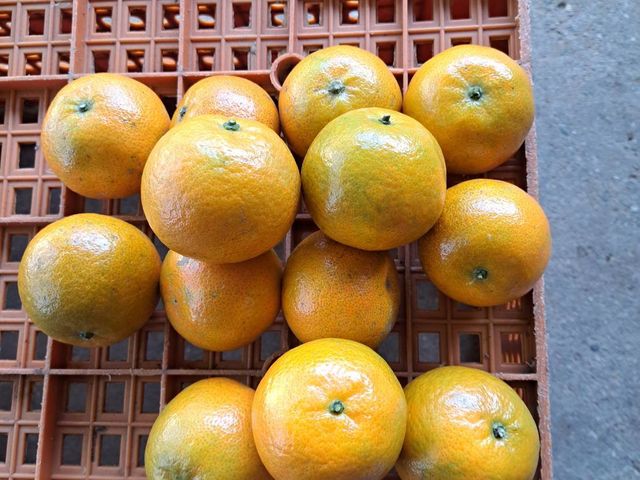 【新北八里 山海交匯的優質桶柑 10斤裝】象徵大吉大利，好運一整年