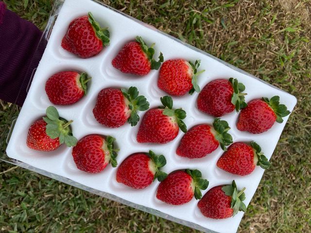 【搶先預購｜霸氣甜心！無毒黑鑽草莓(15-20入)ｘ2盒】獨特新品種！果肉紮實飽滿、香氣濃郁～