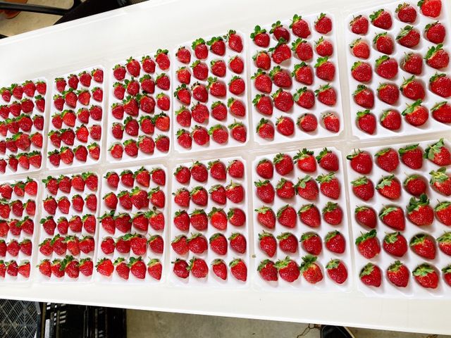 【搶先預購｜霸氣甜心！無毒黑鑽草莓(15-20入)ｘ2盒】獨特新品種！果肉紮實飽滿、香氣濃郁～