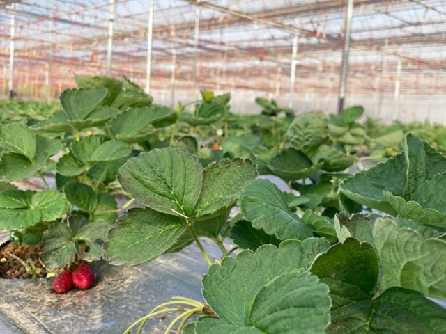 【搶先預購｜霸氣甜心！無毒黑鑽草莓(15-20入)ｘ2盒】獨特新品種！果肉紮實飽滿、香氣濃郁～