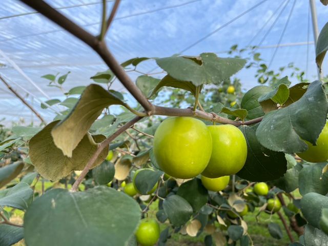 【爽脆預購！高雄六龜 珍蜜蜜棗 5斤禮盒】荖濃溪畔職人栽培 一吃就懂的脆甜等級