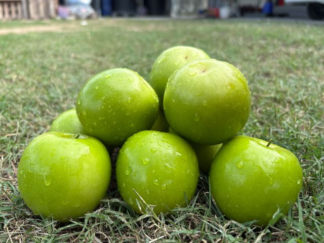 【爽脆預購！高雄六龜 珍蜜蜜棗 5斤禮盒】荖濃溪畔職人栽培 一吃就懂的脆甜等級