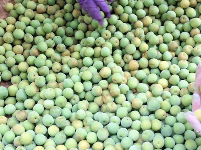 【開春9折！阿金姐客家醃漬梅三瓶組(230g/瓶) 】脆梅+紫蘇梅+茶梅各一 客家的老味道