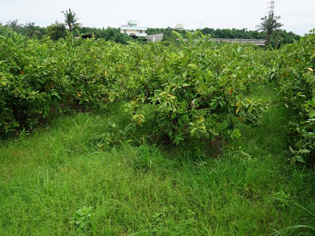 【初一芭結財富！高雄燕巢 外銷等級帝王芭樂 7斤裝】果肉厚實、脆甜口感，品嚐帝王芭樂的美好滋味