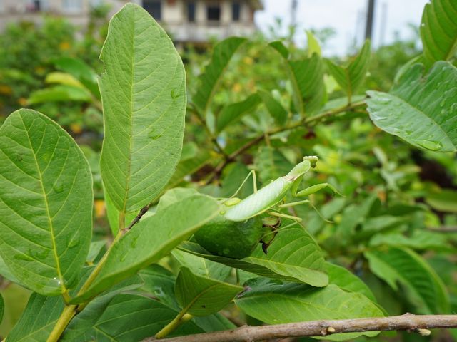 【初一芭結財富！高雄燕巢 外銷等級帝王芭樂 7斤裝】果肉厚實、脆甜口感，品嚐帝王芭樂的美好滋味
