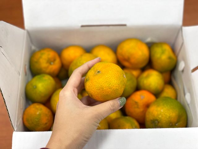 【初二橘祥如意！新竹新埔 黃金砂糖橘5斤裝】橘中極品｜甜到心坎裡的多汁小太陽