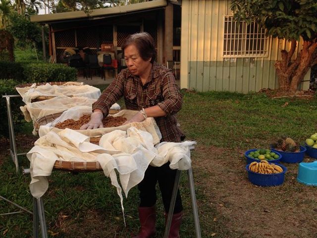 【專屬優惠！屏東特產 紅心芭樂 5斤裝】維他命C含量水果之冠，鮮甜多汁，養顏美容的水果之王