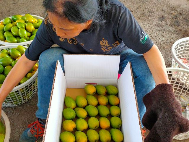 【初五開工芒起來！屏東三地門 毛家土芒果自用級5公斤(約35顆)】 濃香爆汁土檨仔，讓你旺運一整年！