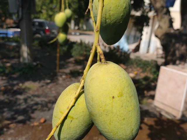 【初五開工芒起來！屏東三地門 毛家土芒果自用級5公斤(約35顆)】 濃香爆汁土檨仔，讓你旺運一整年！