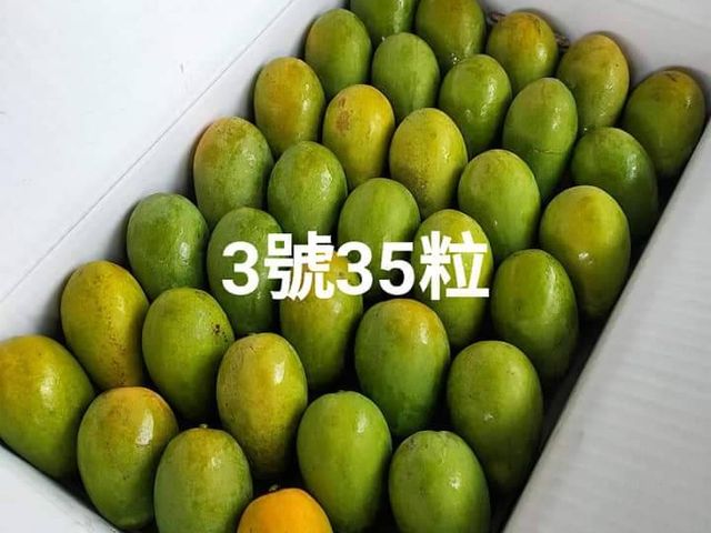 【初五開工芒起來！屏東三地門 毛家土芒果自用級5公斤(約35顆)】 濃香爆汁土檨仔，讓你旺運一整年！