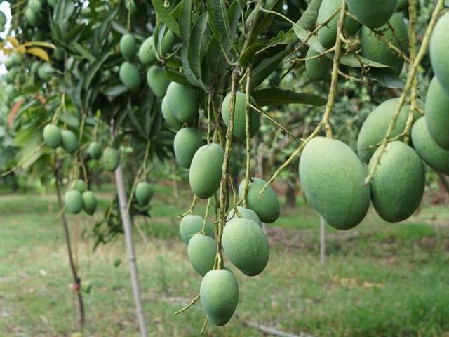 【初五開工芒起來！屏東三地門 毛家土芒果自用級5公斤(約35顆)】 濃香爆汁土檨仔，讓你旺運一整年！