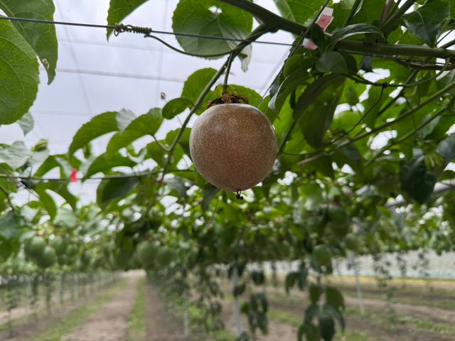 【香甜預購 顆顆手採！獨特藍星百香果】一口驚豔｜甜度升級的夢幻新品種