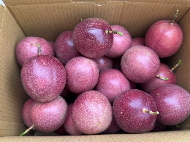 【香甜預購 顆顆手採！獨特藍星百香果】一口驚豔｜甜度升級的夢幻新品種