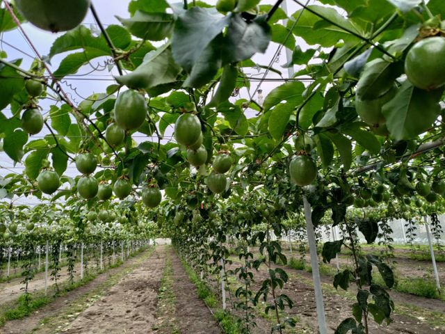 【香甜預購 顆顆手採！獨特藍星百香果】一口驚豔｜甜度升級的夢幻新品種