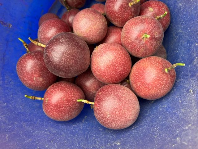 【香甜預購 顆顆手採！獨特藍星百香果】一口驚豔｜甜度升級的夢幻新品種