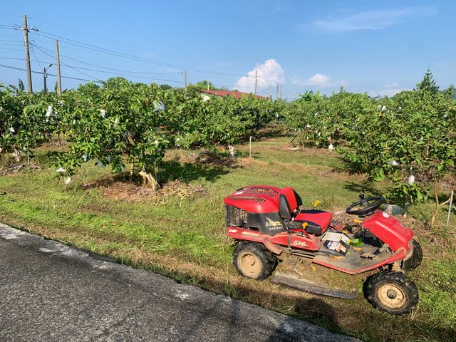 【2箱8折！台南玉井 脆甜珍珠芭樂5斤裝x2箱】顆顆套袋 爽脆又甘甜