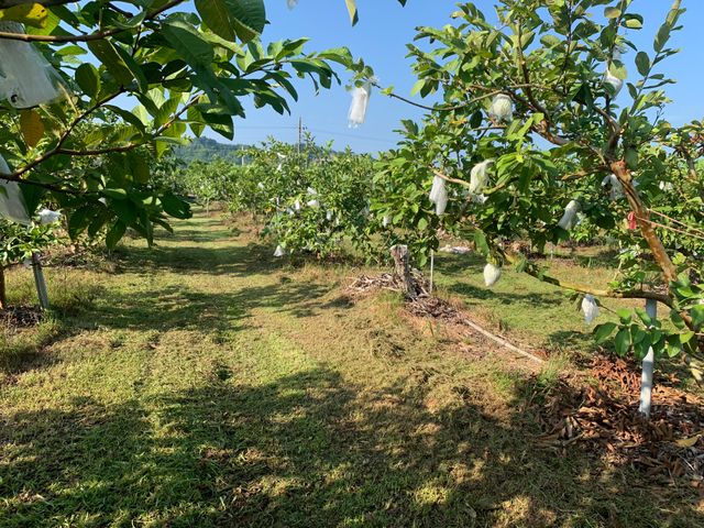 【2箱8折！台南玉井 脆甜珍珠芭樂5斤裝x2箱】顆顆套袋 爽脆又甘甜