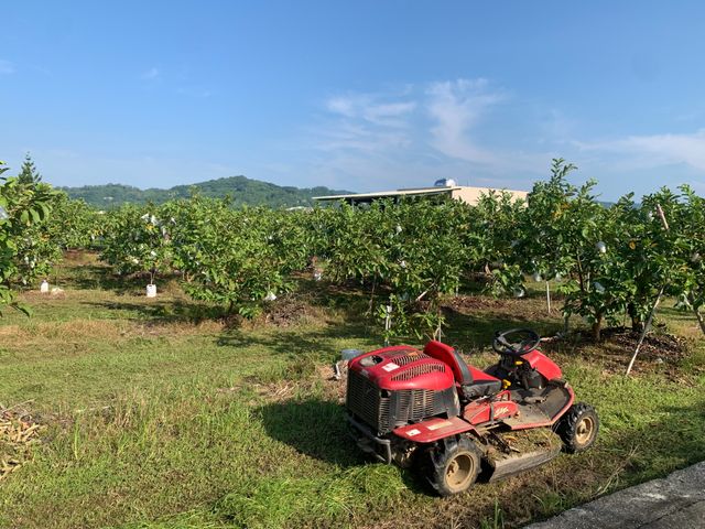 【2箱8折！台南玉井 脆甜珍珠芭樂5斤裝x2箱】顆顆套袋 爽脆又甘甜