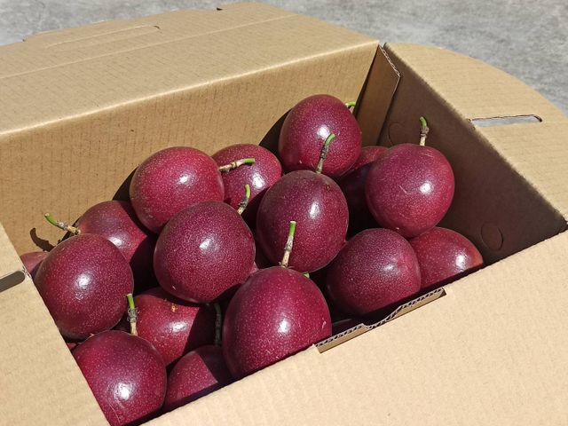 【妞妞果園 產銷履歷百香果】初夏就能吃到的酸甜美味