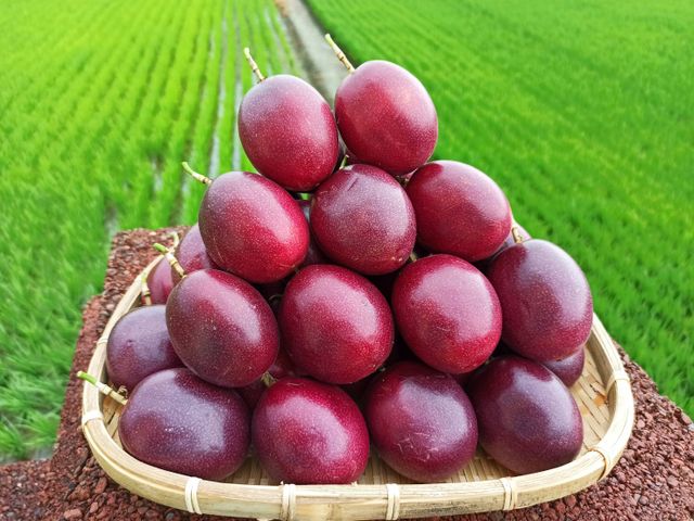 【妞妞果園 產銷履歷百香果】初夏就能吃到的酸甜美味