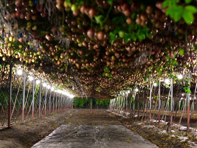 【妞妞果園 產銷履歷百香果】初夏就能吃到的酸甜美味