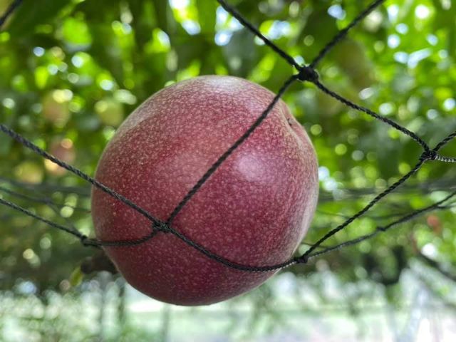 【妞妞果園 產銷履歷百香果】初夏就能吃到的酸甜美味