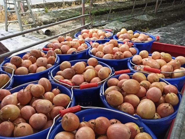 【預購！妞妞果園 滿天星百香果】荔枝香氣 × 高甜熟成 × 多汁爆香