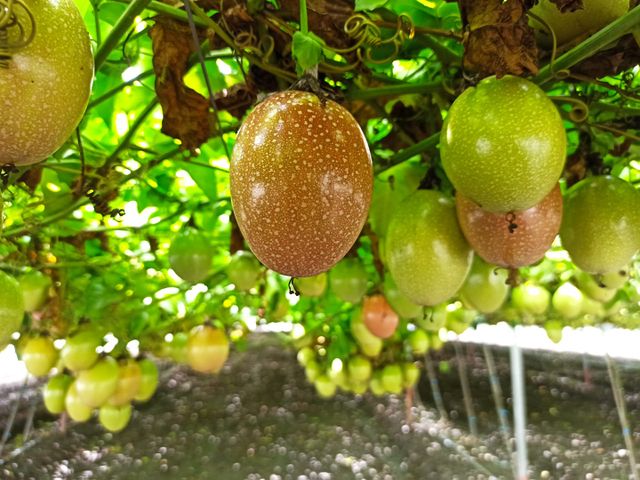 【預購！妞妞果園 滿天星百香果】荔枝香氣 × 高甜熟成 × 多汁爆香
