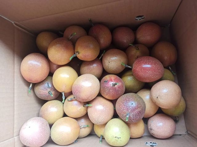 【預購！妞妞果園 滿天星百香果】荔枝香氣 × 高甜熟成 × 多汁爆香