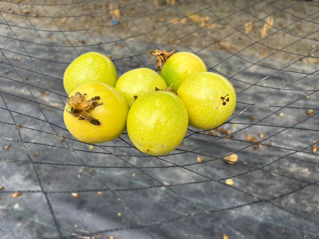 【彰化福興 夢幻逸品黃金百香果】香氣三層次，入口就知道不同